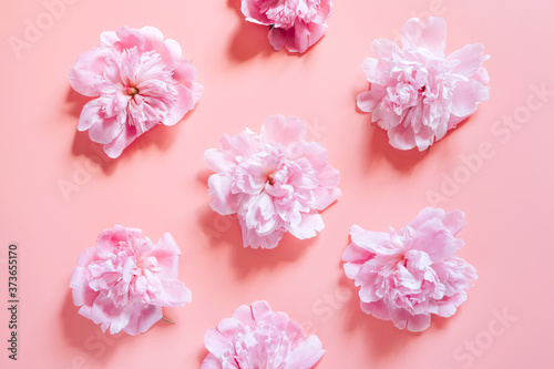 repeating pattern of several peony flowers in full bloom pastel pink color isolated on pale pink background. flat lay  top view
