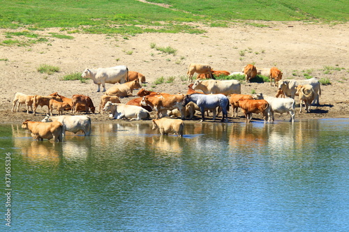 Cows herd refreshing in river Sava, Nature park Lonjsko polje, Croatia