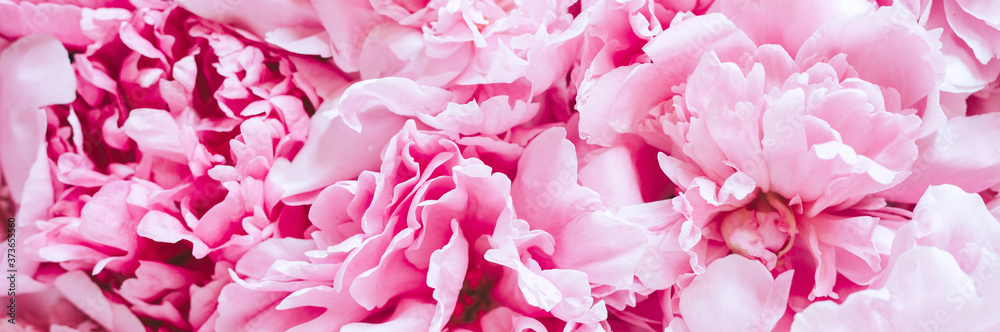 peony flowers in full bloom pastel and vibrant pink color as background and live wall. banner peony flowers in full bloom pastel and vibrant pink color as background and live wall. banner