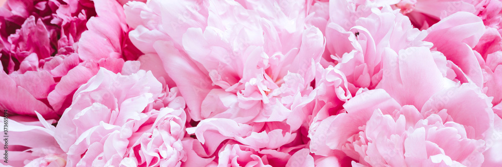 peony flowers in full bloom pastel and vibrant pink color as background and live wall. banner