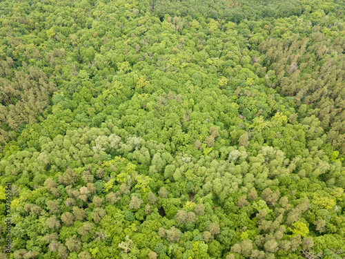 Green tops of mixed forest trees in late spring. Sunny clear day. Aerial drone top view. © Sergey