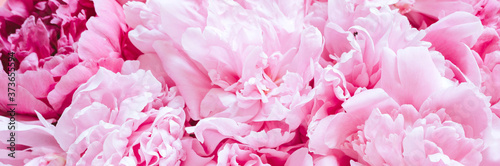 peony flowers in full bloom pastel and vibrant pink color as background and live wall. banner