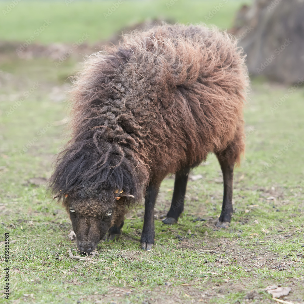 Female black ouessant sheep grazing in the grass Female black ouessant sheep grazing in the grass