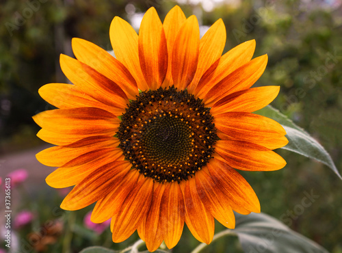 Closeup of bicolored Firecracker sunflower in the garden