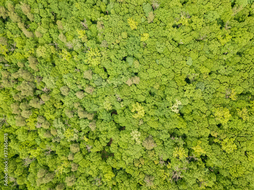 Green tops of mixed forest trees in late spring. Sunny clear day. Aerial drone top view. © Sergey