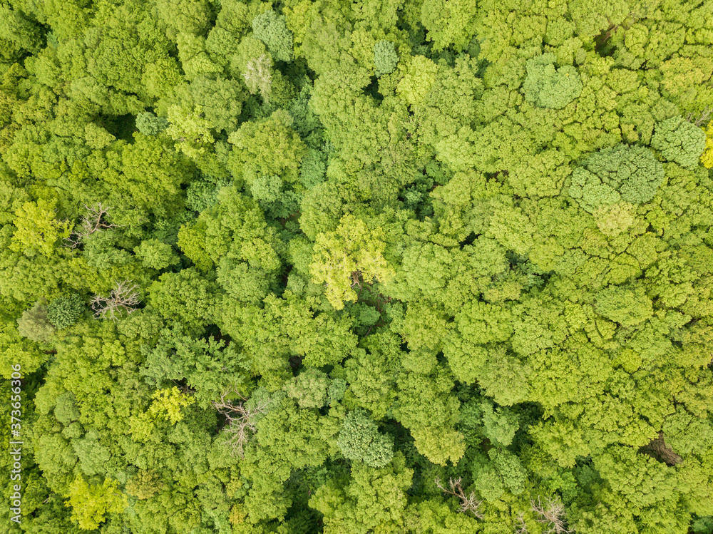 Green tops of mixed forest trees in late spring. Sunny clear day. Aerial drone top view. Green tops of mixed forest trees in late spring. Sunny clear day. Aerial drone top view.
