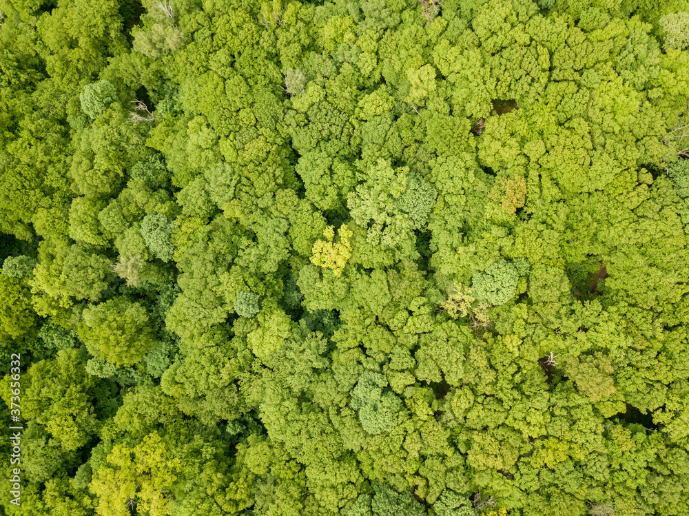 Green tops of mixed forest trees in late spring. Sunny clear day. Aerial drone top view. Green tops of mixed forest trees in late spring. Sunny clear day. Aerial drone top view.