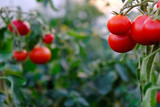 Ripe tomatoes growing on a branch in a greenhouse ready to harvest, natural product concept