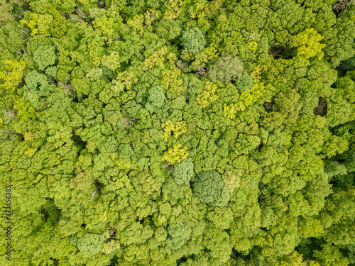 Green tops of mixed forest trees in late spring. Sunny clear day. Aerial drone top view.