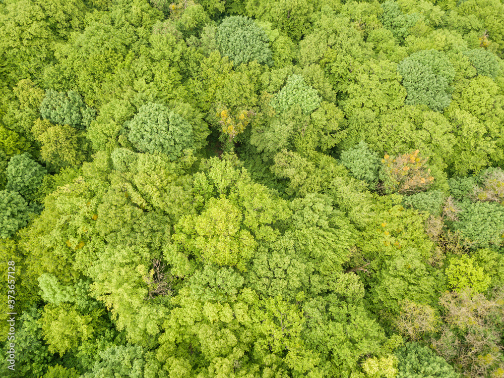 Green tops of mixed forest trees in late spring. Sunny clear day. Aerial drone top view.