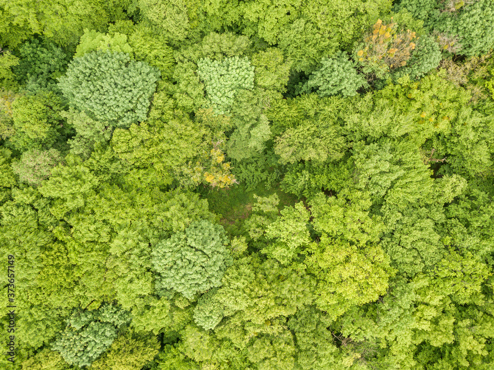 Green tops of mixed forest trees in late spring. Sunny clear day. Aerial drone top view.