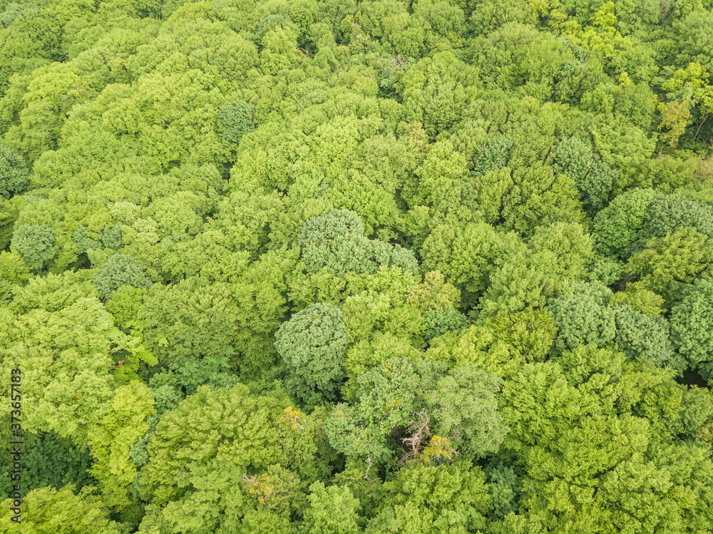 Green tops of mixed forest trees in late spring. Sunny clear day. Aerial drone top view.