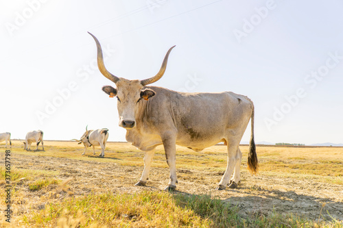 Italy Tuscany Grosseto, natural park of the Maremma nature reserve Alberese Uccellina wild animals in the wild photo