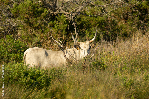 Italy Tuscany Grosseto, natural park of the Maremma nature reserve Alberese Uccellina wild animals in the wild photo