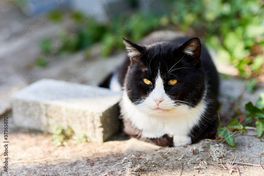 床に座っている猫 床に座っている猫
