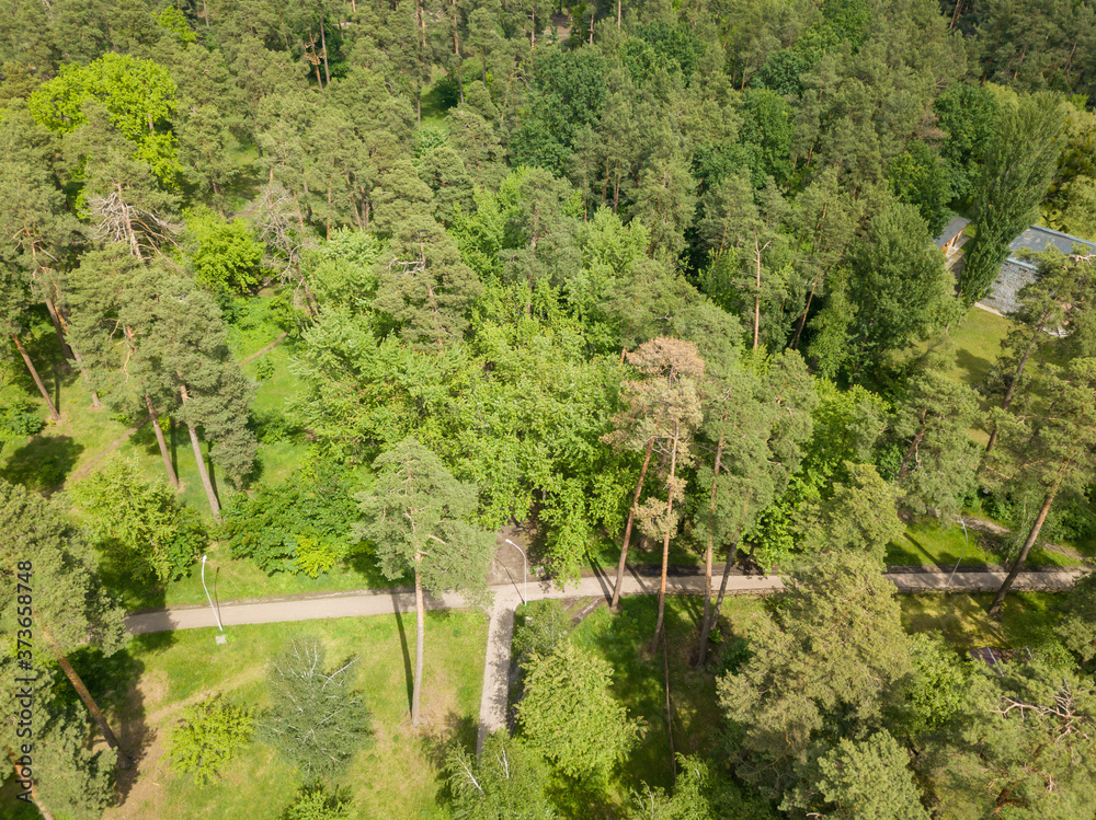 Aerial drone view. Trees in the park.