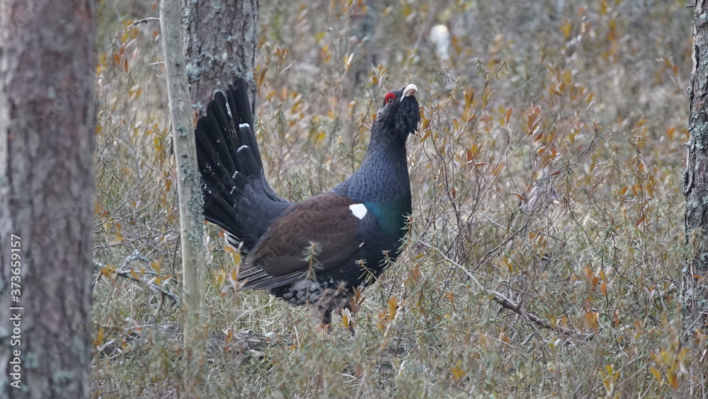 Western capercaillie (Tetrao urogallus), also known as the wood grouse, heather cock, or just capercaillie in pine forest, North of Belarus