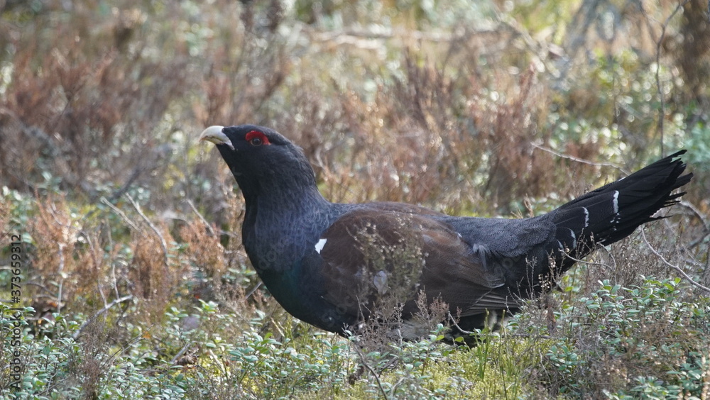 Western capercaillie (Tetrao urogallus), also known as the wood grouse, heather cock, or just capercaillie in pine forest, North of Belarus Western capercaillie (Tetrao urogallus), also known as the wood grouse, heather cock, or just capercaillie in pine forest, North of Belarus