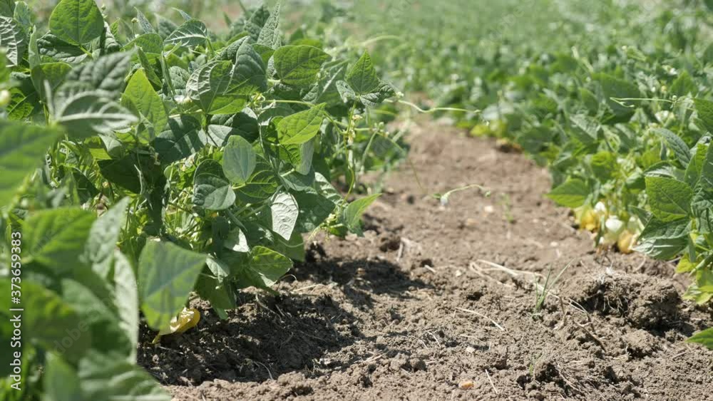 Shallow DOF of common bean Phaseolus vulgaris flower 4K video Shallow DOF of common bean Phaseolus vulgaris flower 4K video