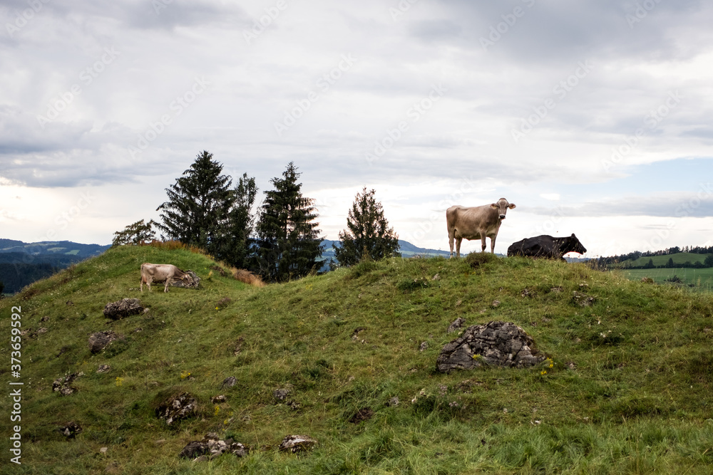 Obraz premium Eine Kuh im Allgäu