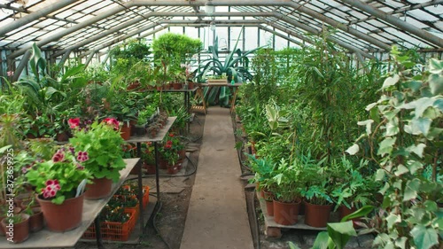 Wallpaper Mural Handheld dolly-in shot of big greenhouse with lush greenery and potted plants standing on tables Torontodigital.ca