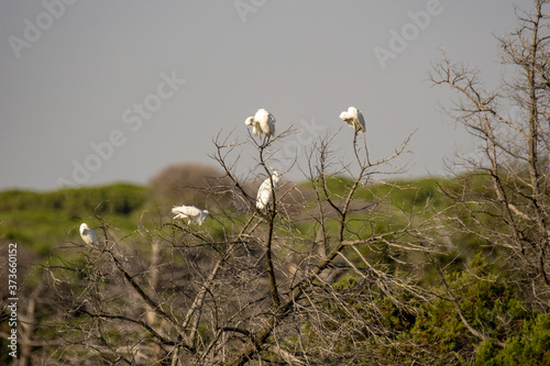 Italy Tuscany Grosseto, natural park of the Maremma nature reserve Alberese Uccellina colony of herons on tree photo