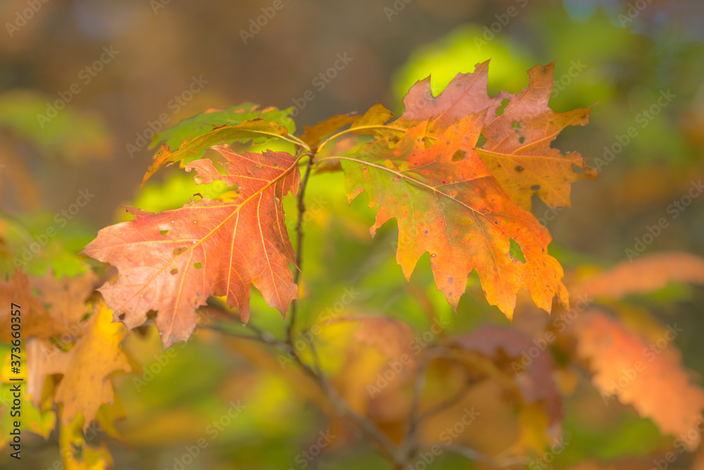 Fotografie Autumnal colored oak leaves