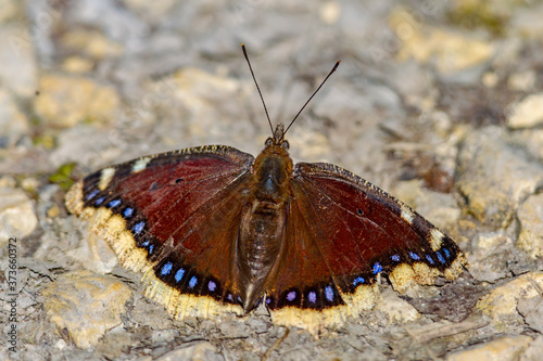 Camberwell beauty butterfly