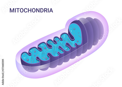 Vector diagram of Mitochondria. Cross-section view. Medical infographics.	
 photo