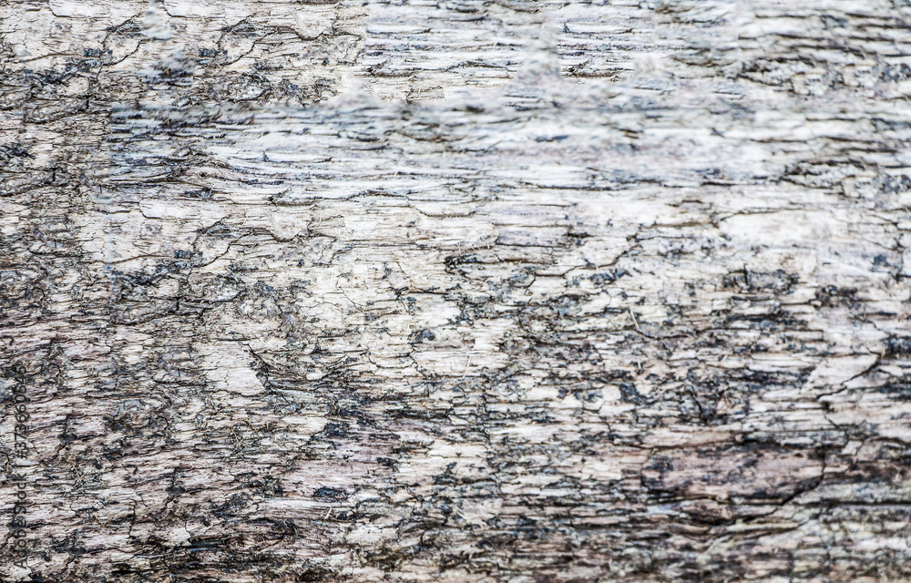 Fototapeta premium stone wall texture