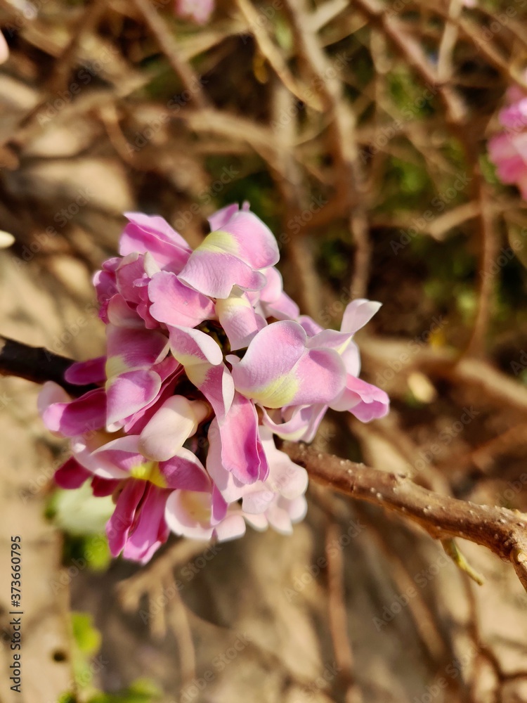 Fototapeta premium Wild Flowers
