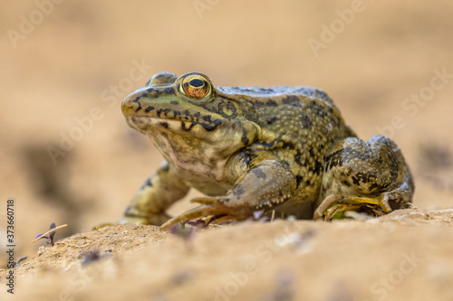 Iberian water frog