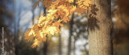 Beautiful autumn background, yellow leaves, tinted photo. Selective, soft focus.