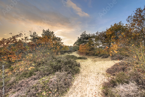Walking path through heathland in autumn colors