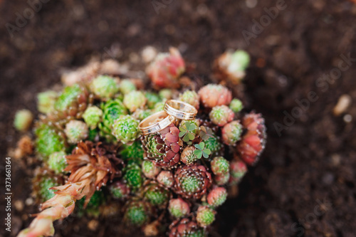 Wedding rings and a bush of aeonium flower on a blurred background.