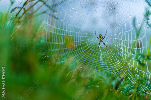 Spider web covered with dewdrops and surrounded by green grass during a cool morning in which the black and yellow striped colored spider waits for its prey in the middle of the trap. Copy space. 