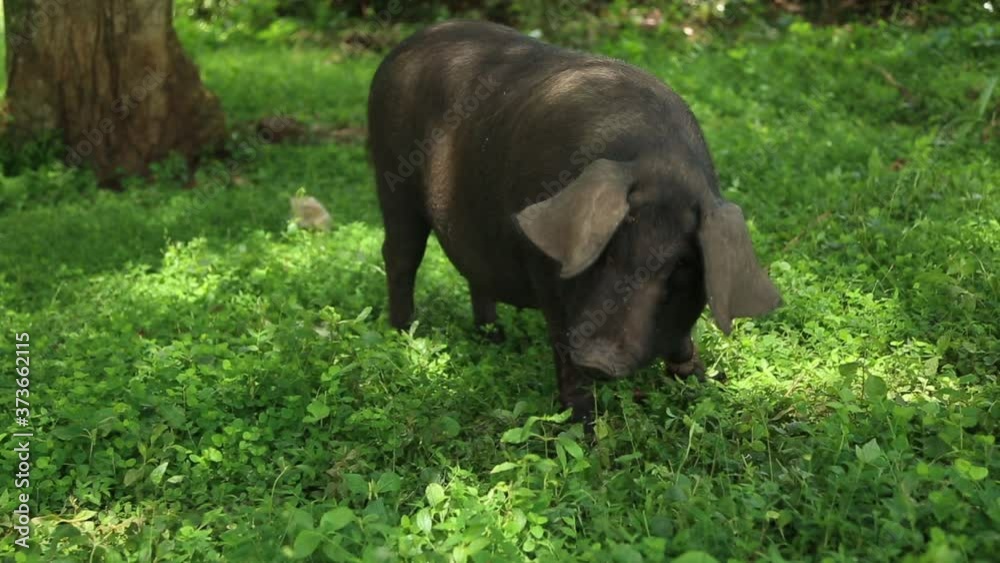 Domestic black pig, grazing in green forest, tied to a tree. Domestic black pig, grazing in green forest, tied to a tree.