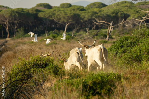 Fototapeta Naklejka Na Ścianę i Meble -  Italy Tuscany Grosseto, natural park of the Maremma nature reserve Alberese Uccellina wild animals in the wild