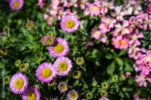 A close-up of lovely pink, purple and yellow gerbera daisies in Spring in a lush and green English walled garden