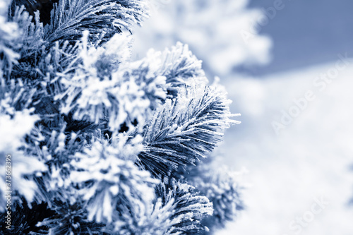 A branch of a New Year tree in hoarfrost, snowy fir needles tinted in classic blue color. Christmas design background backdrop