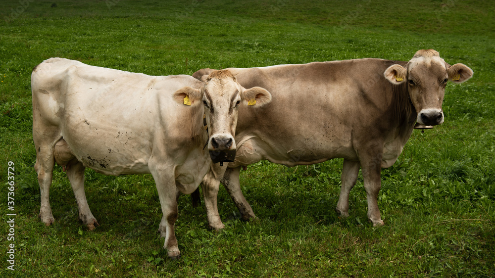 Swiss cows in Gruyere region, Switzerland Swiss cows in Gruyere region, Switzerland