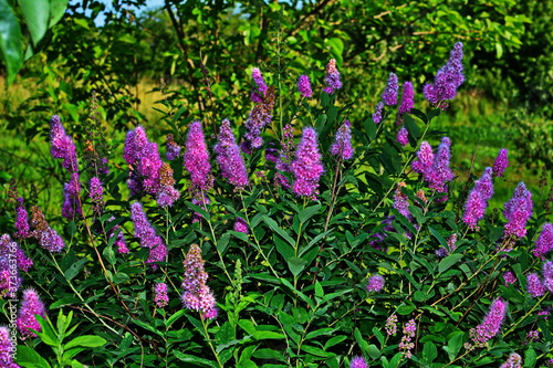 blossom of hardhack (Spiraea douglasii or Spiraea salicifolia) or steeplebush, Douglas' spirea, douglasspirea or rose spirea photo