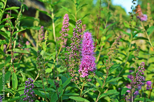 blossom of hardhack (Spiraea douglasii or Spiraea salicifolia) or steeplebush, Douglas' spirea, douglasspirea or rose spirea photo