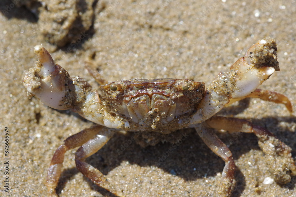 crab on the beach