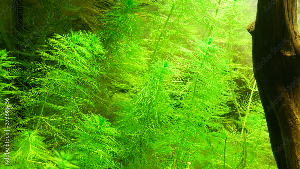 Aquarium representing natural biotop of European nature. Cold water