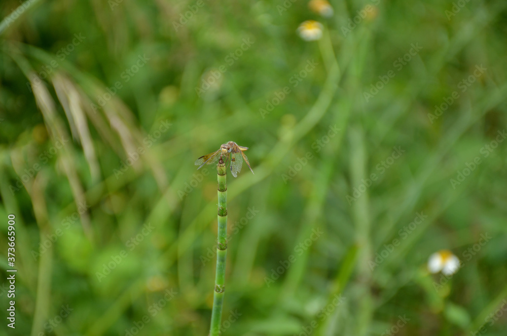 the beautiful dragonfly hold on grass plant in the forest. the beautiful dragonfly hold on grass plant in the forest.