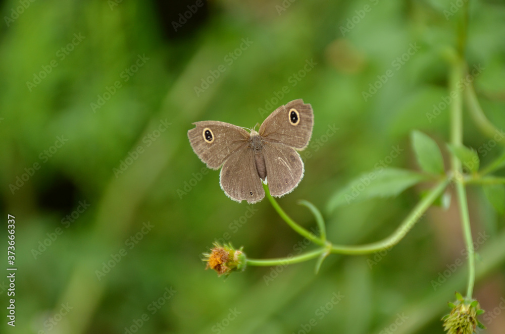 the small beautiful brown butterfly hold on white flower with plant. the small beautiful brown butterfly hold on white flower with plant.
