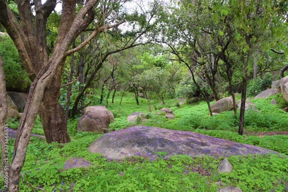 Green forest with rocks in Zimbabwe - obrazy, fototapety, plakaty 
