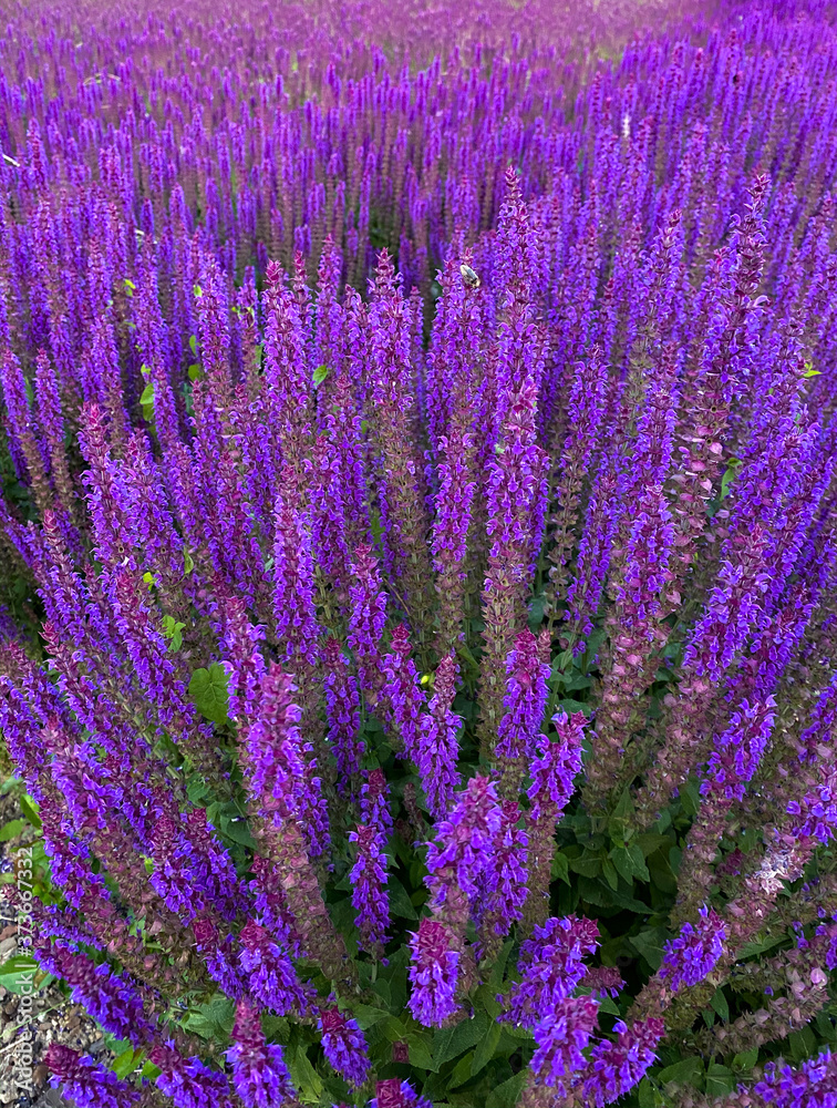 Fototapeta premium Wild purple salvia sage flower bush background