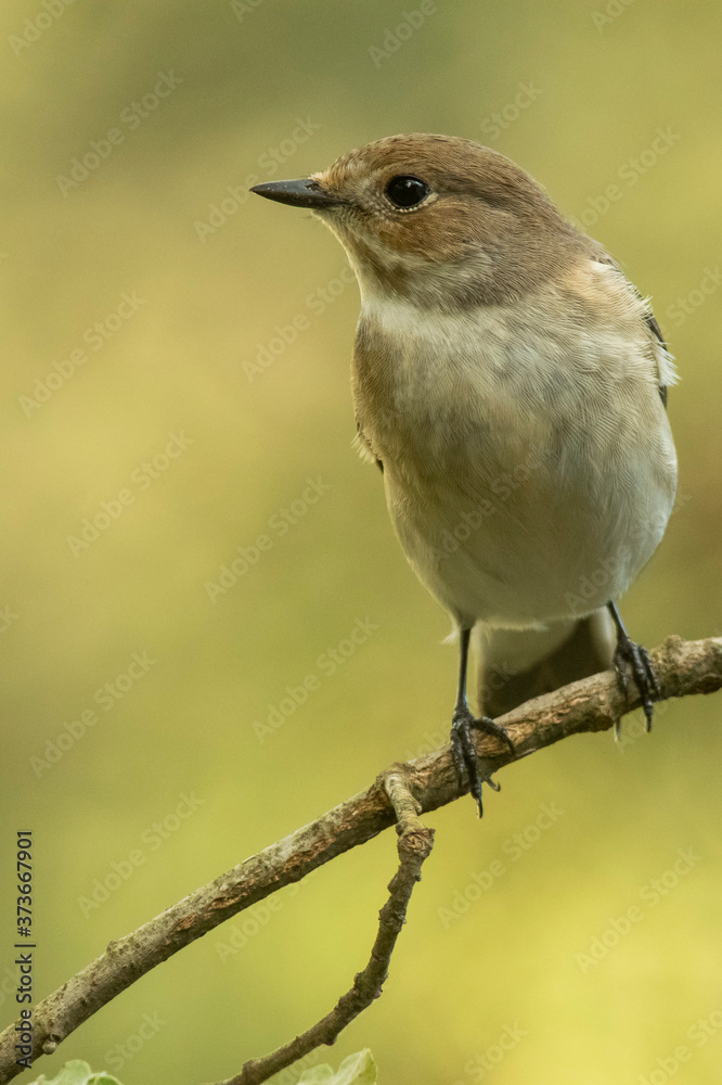 A female european pied flycatcher (Ficedula hypoleuca) A female european pied flycatcher (Ficedula hypoleuca)